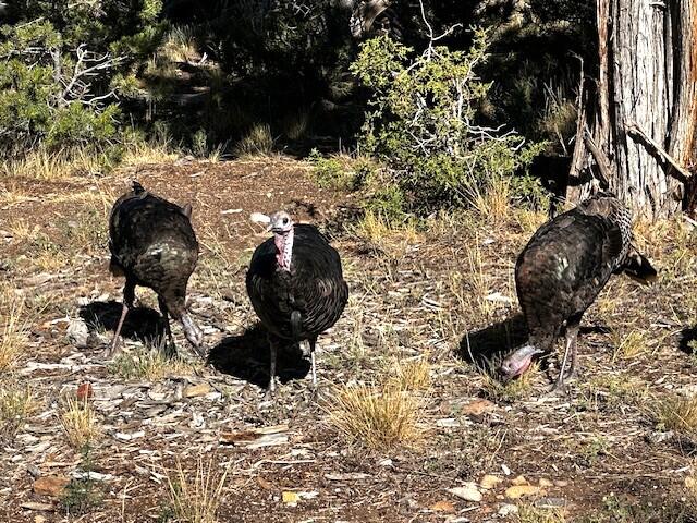 1391 North County Road Norwood, CO 81423 - Photo 17 of 34 Westcott neighbors