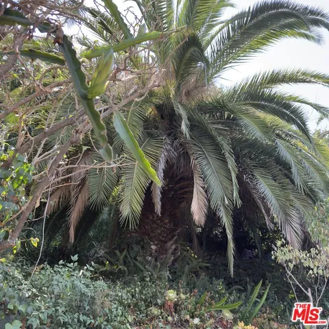a view of a backyard with plants and a patio