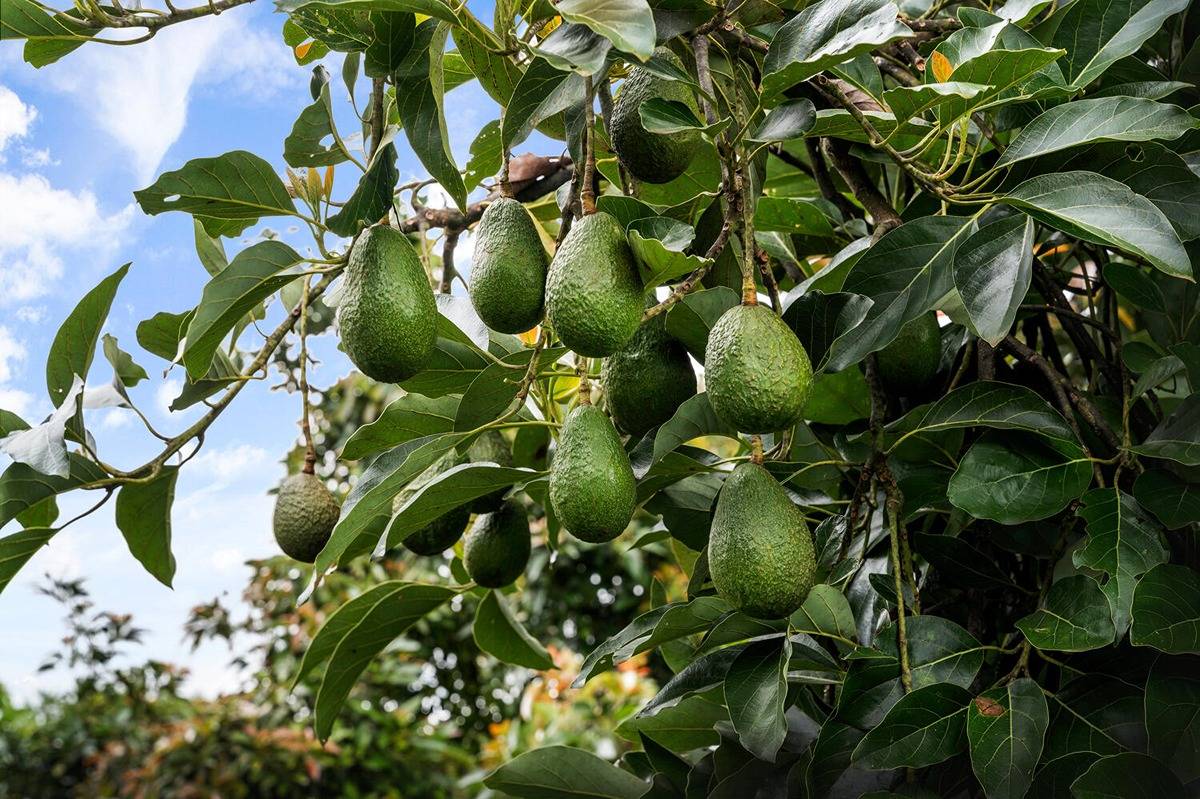 89-857 Hawaiʻi Belt Road Captain Cook, HI 96704 - Photo 29 of 30 a plant with lots of flowers