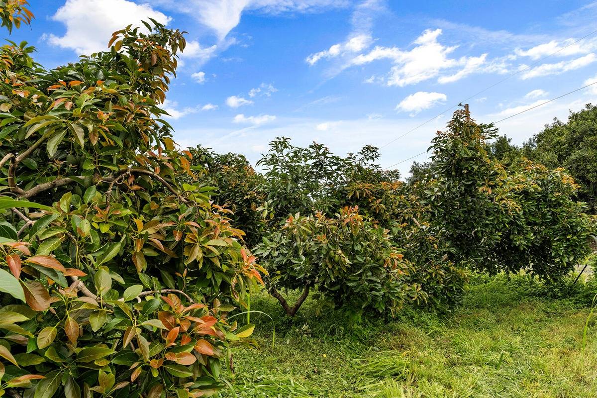 89-857 Hawaiʻi Belt Road Captain Cook, HI 96704 - Photo 30 of 30 a view of a tree with a tree in a yard