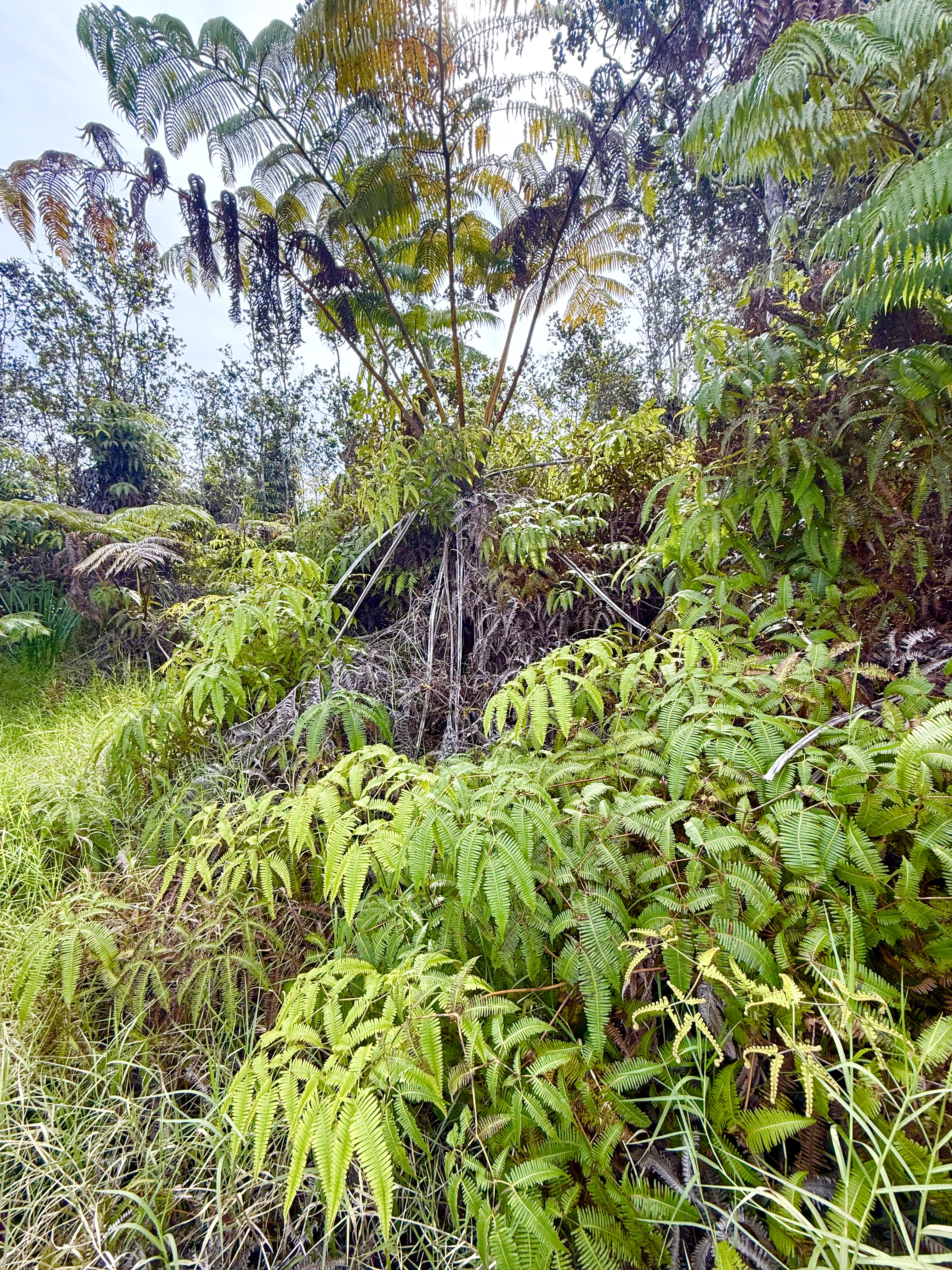 1384 Volcano Road Volcano, HI 96785 - Photo 2 of 4 a backyard of a house with lots of green space