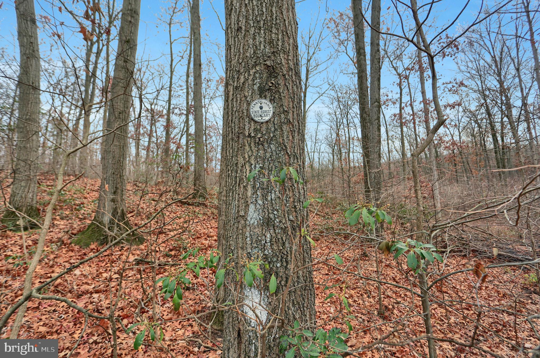 313 Walnut Dale Road Shippensburg, PA 17257 - Photo 13 of 48 Borders the Michaux State Forest