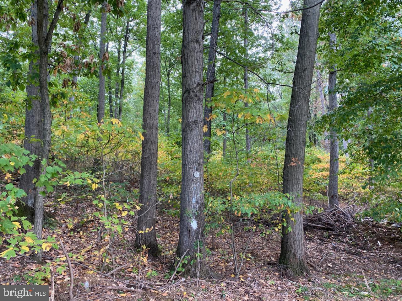 313 Walnut Dale Road Shippensburg, PA 17257 - Photo 14 of 48 Borders the Michaux State Forest