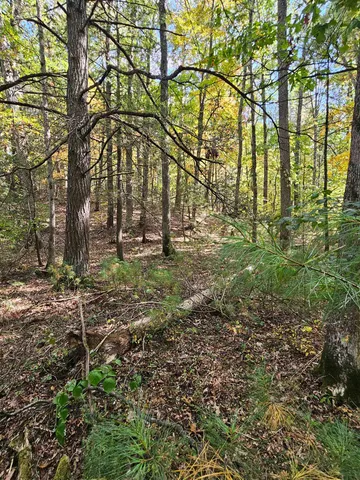 a view of a forest with trees
