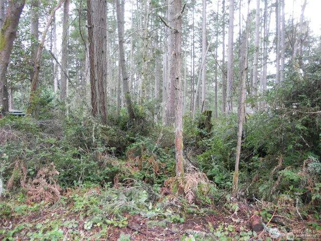 a view of a forest with trees