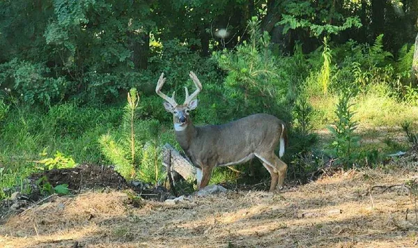 $624,900 | 7923 Poor Mountain Road, Bent Mountain, VA 24059