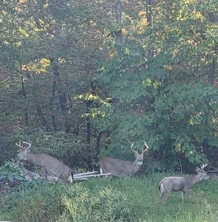 $624,900 | 7923 Poor Mountain Road, Bent Mountain, VA 24059