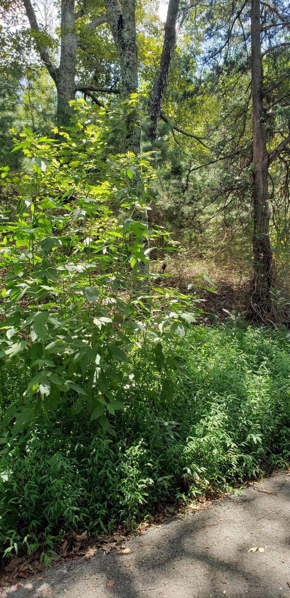 0 Treeline Drive, Unit 5 Dunlap, TN 37327 - Photo 3 of 9 20190815_124923