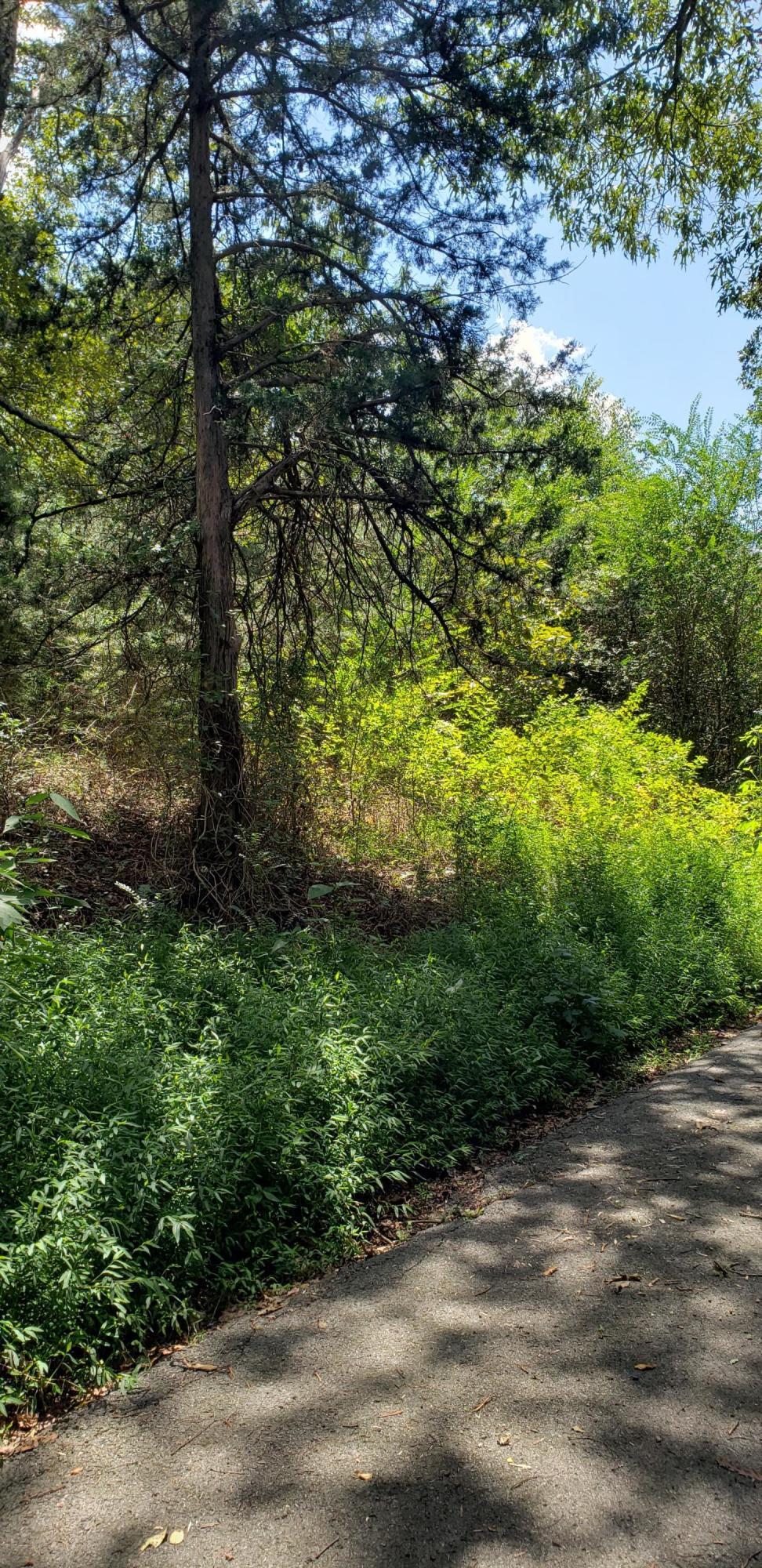 0 Treeline Drive, Unit 5 Dunlap, TN 37327 - Photo 4 of 9 20190815_124925