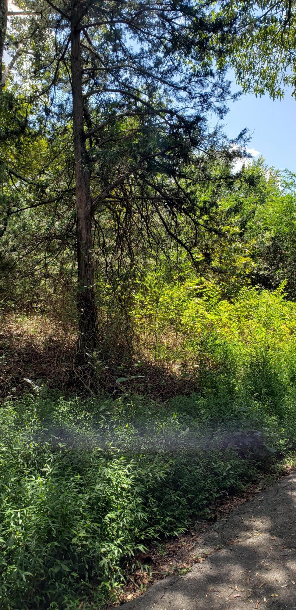 0 Treeline Drive, Unit 5 Dunlap, TN 37327 - Photo 8 of 9 20190815_124929