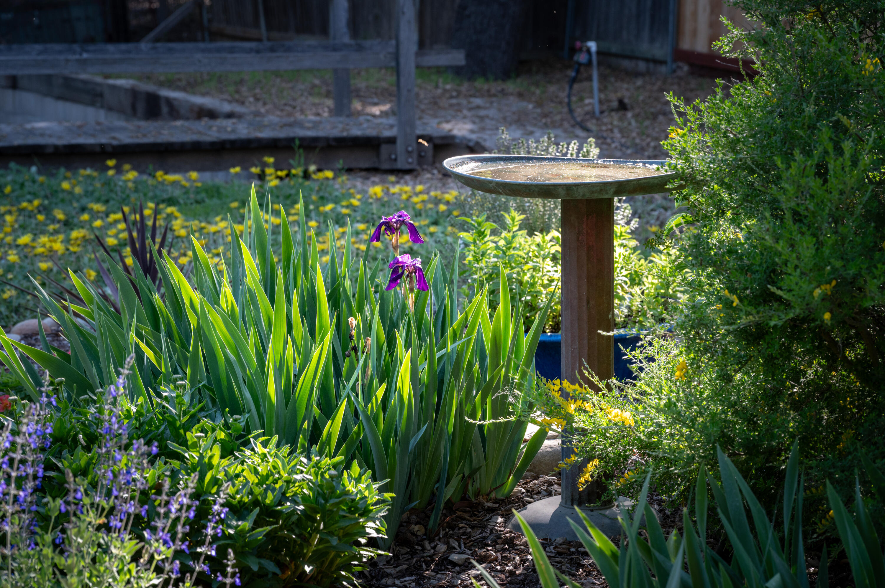 710 Ballard Canyon Road Solvang, CA 93463 - Photo 18 of 23 a view of a garden with plants