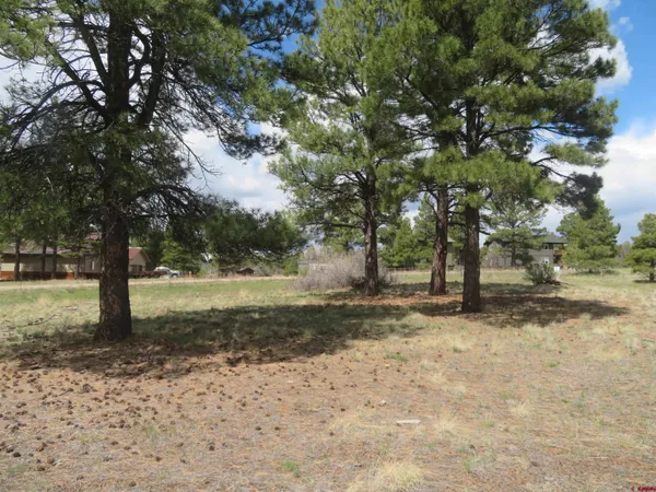 a view of a yard with trees