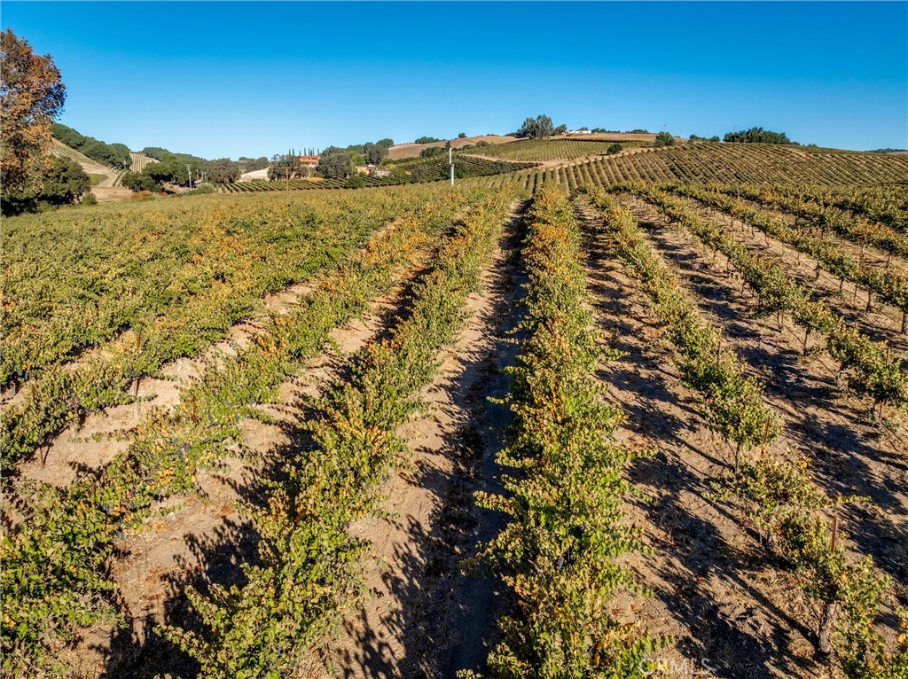3000 Oakdale Road Paso Robles, CA 93446 - Photo 15 of 26 Syrah vines behind tasting room, looking north.