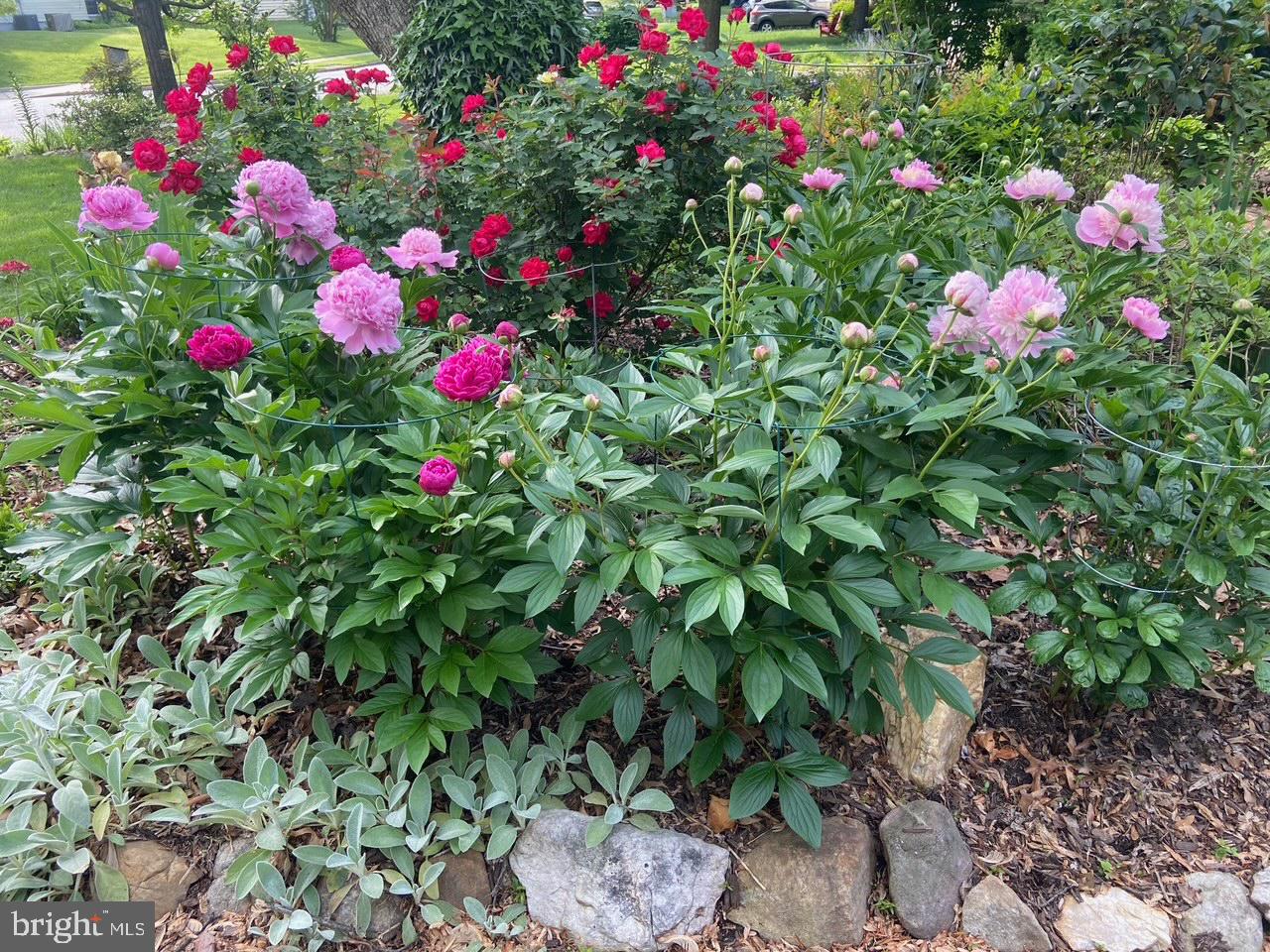 9101 Blue Jug Landing Burke, VA 22015 - Photo 51 of 63 a view of a flower in a garden with a flower flowers