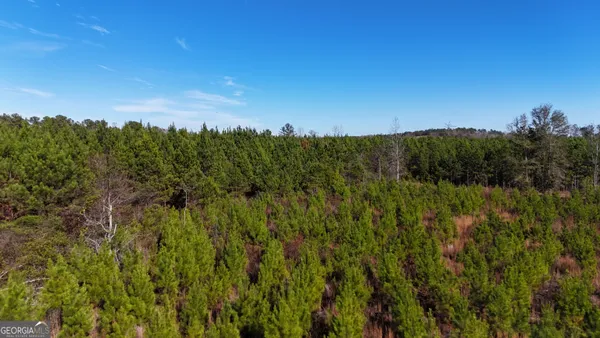 a view of a bunch of trees