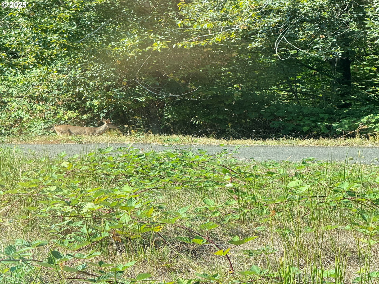 0 Northwest Maryland Street Camas, WA 98607 - Photo 17 of 18