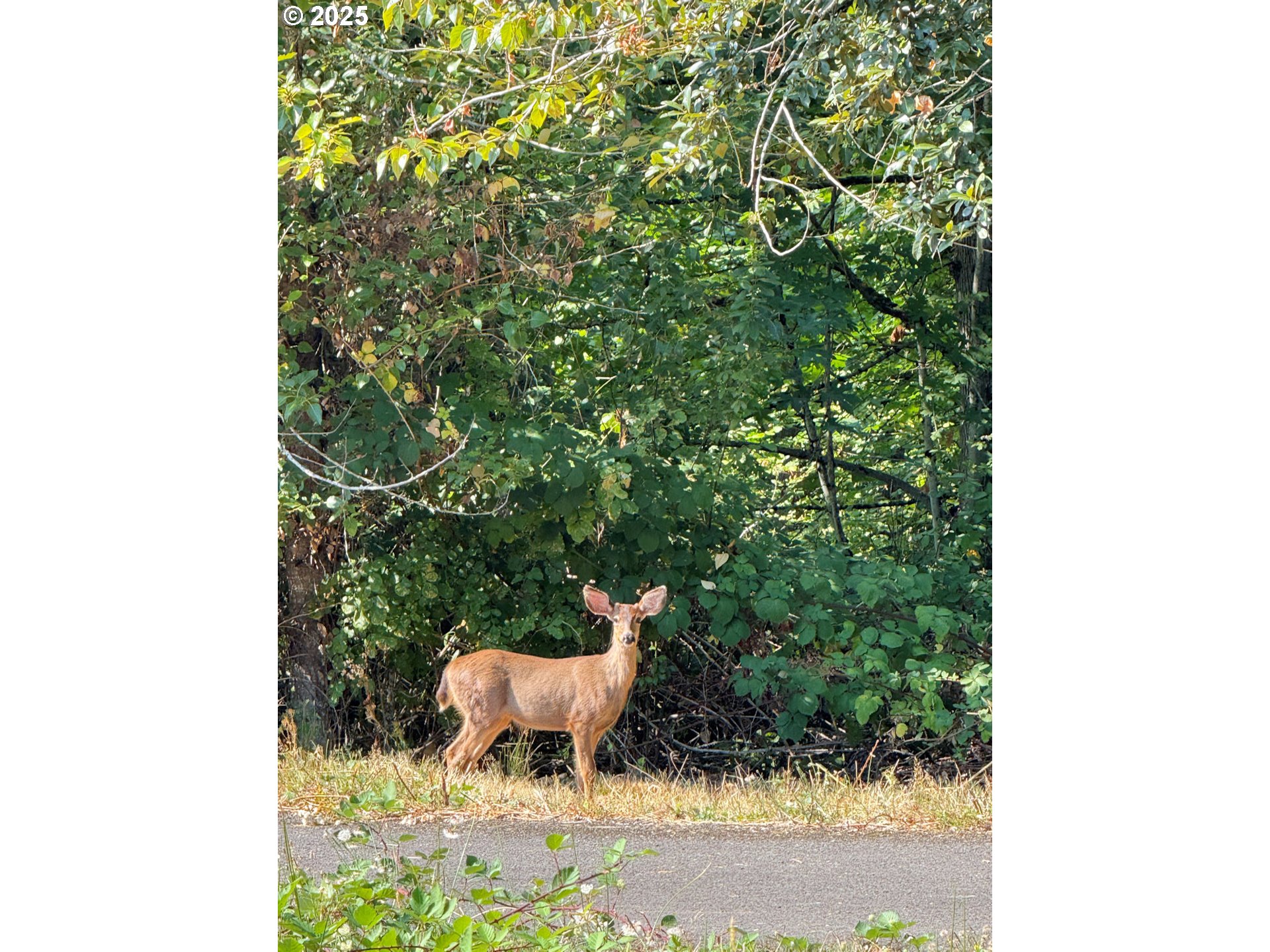 0 Northwest Maryland Street Camas, WA 98607 - Photo 18 of 18
