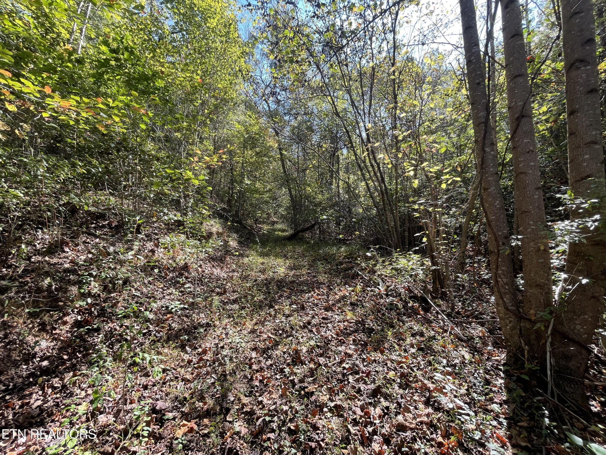 567 Beatys Chapel Road Tellico Plains, TN 37385 - Photo 23 of 39 Gallery Image 23
