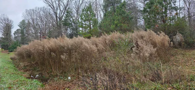a view of a forest with lots of trees