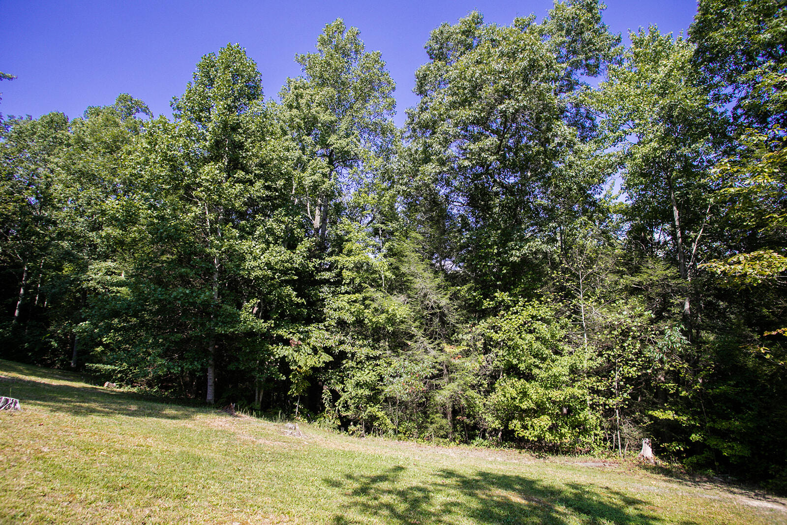 425 Alley Road Wellington, KY 40387 - Photo 29 of 36 8G1A4800