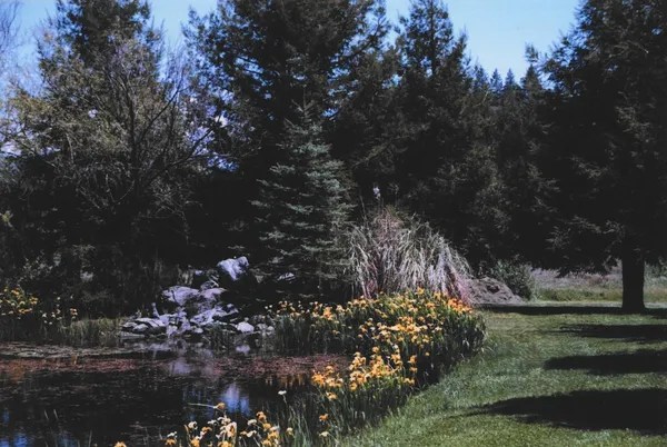 a view of a tree in a yard