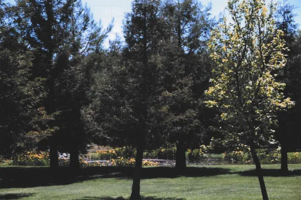 a view of a yard