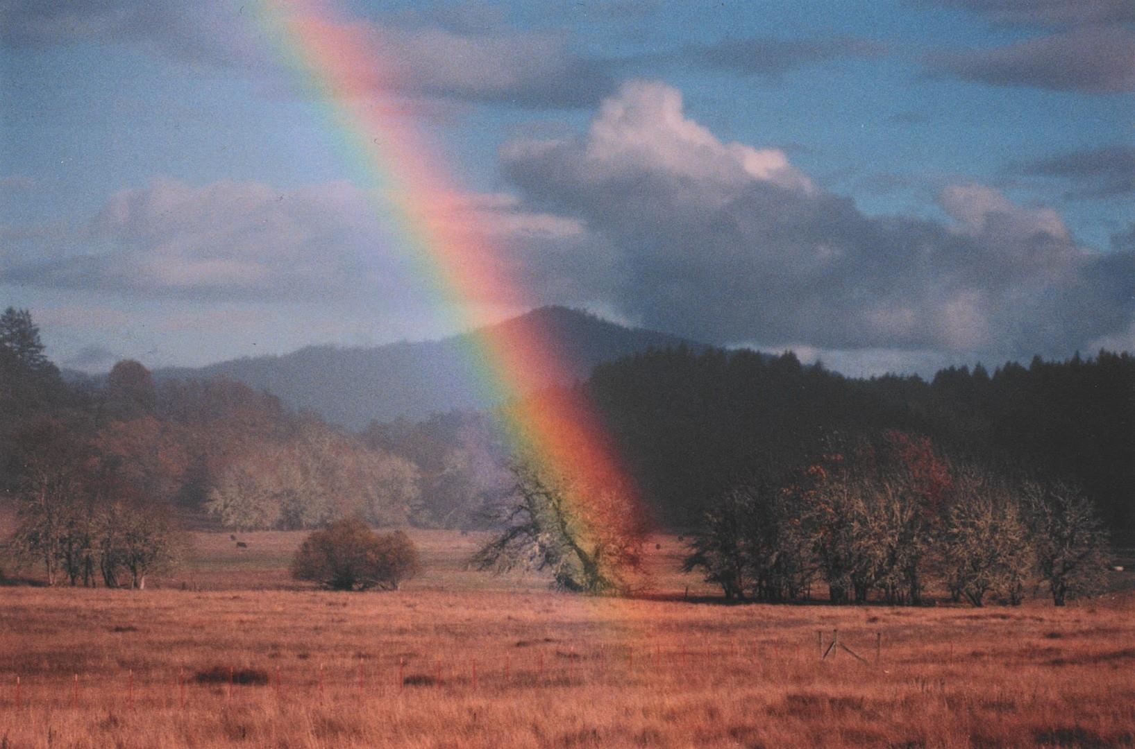 4001 Branscomb Road Laytonville, CA 95454 - Photo 8 of 28 a view of a yard