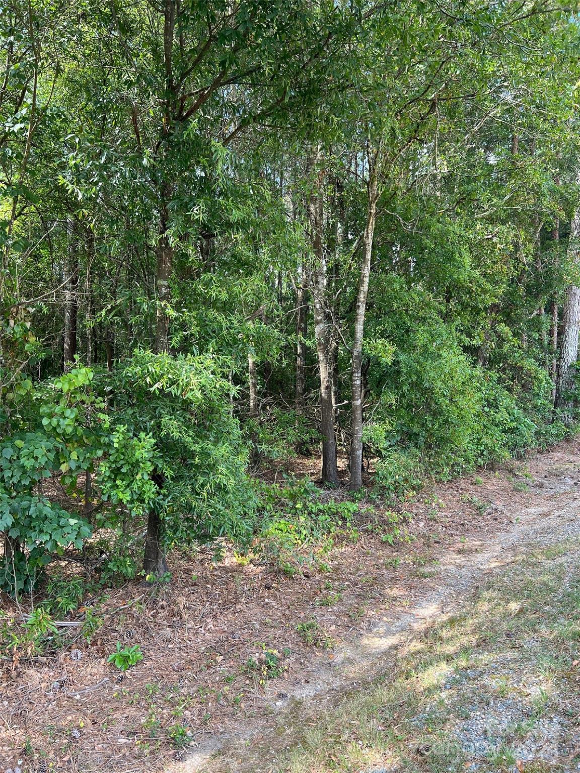0 Ridge Street Wadesboro, NC 28170 - Photo 2 of 5 a view of a forest with trees in the background