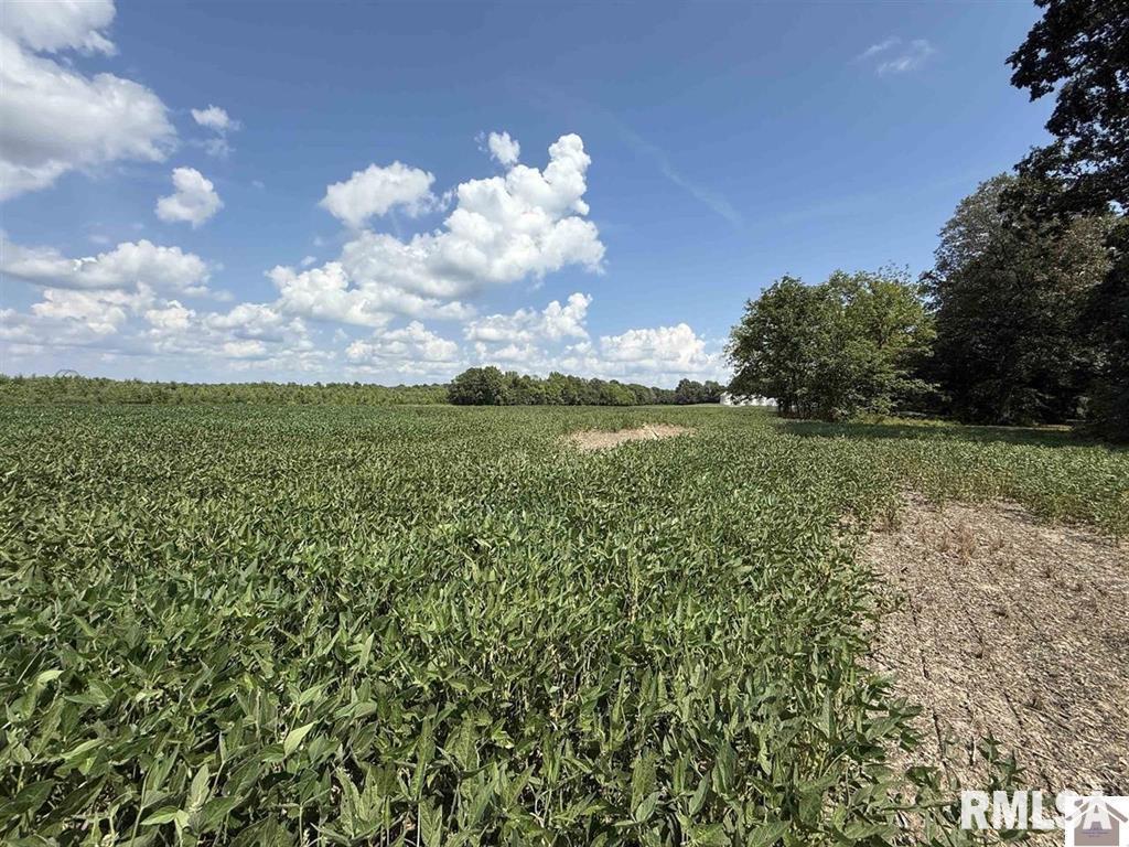 5465 Noble Road Paducah, KY 42001 - Photo 28 of 60 a view of a big yard with plants and a large tree
