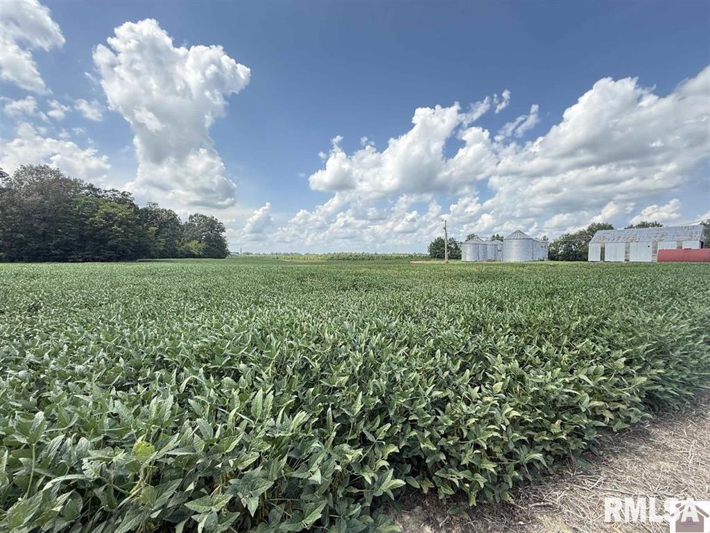 5465 Noble Road Paducah, KY 42001 - Photo 29 of 60 a view of a big yard with plants and large trees