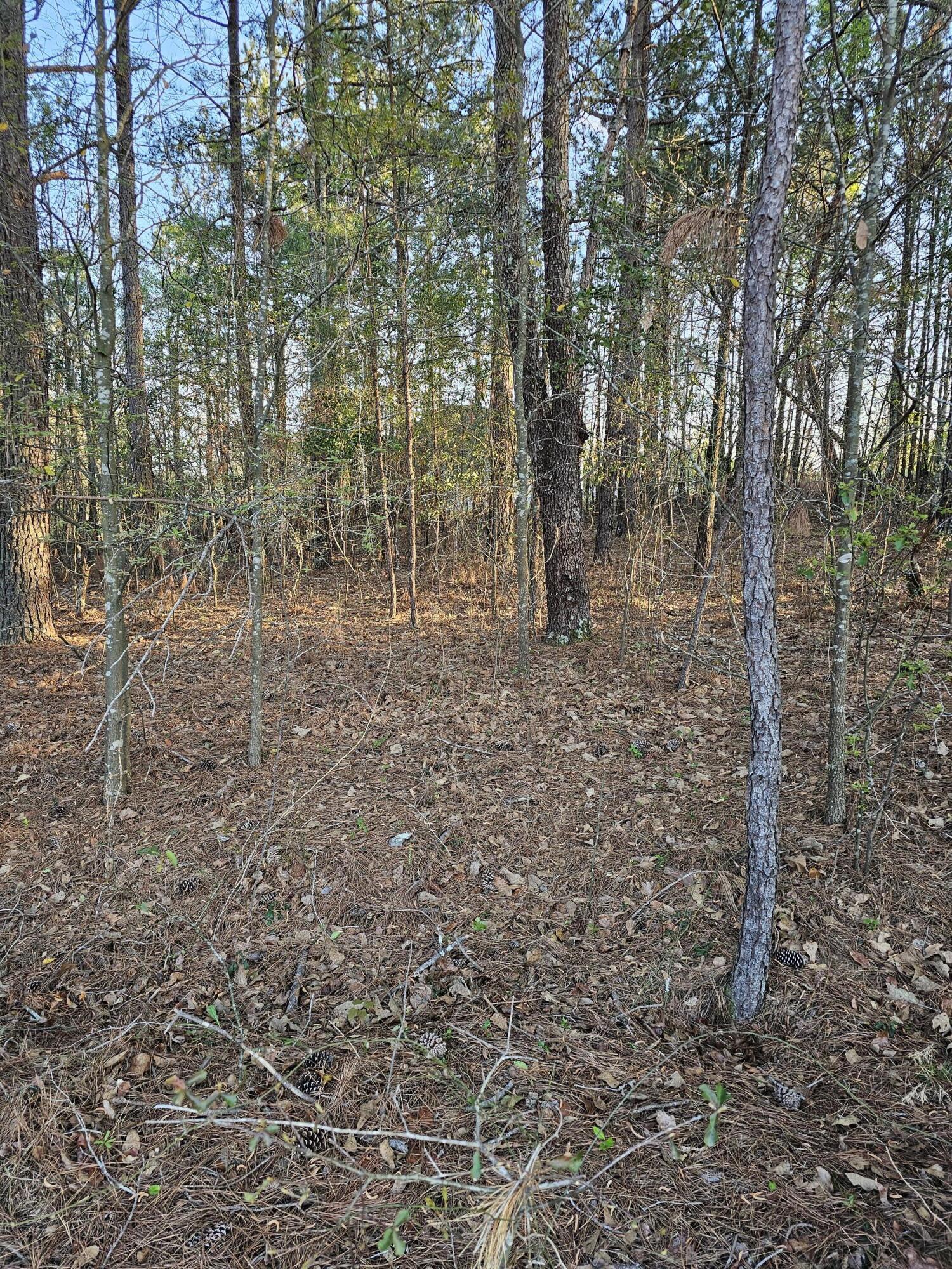 0 Walnut Street Waynesboro, GA 30830 - Photo 4 of 4 20250328_185523