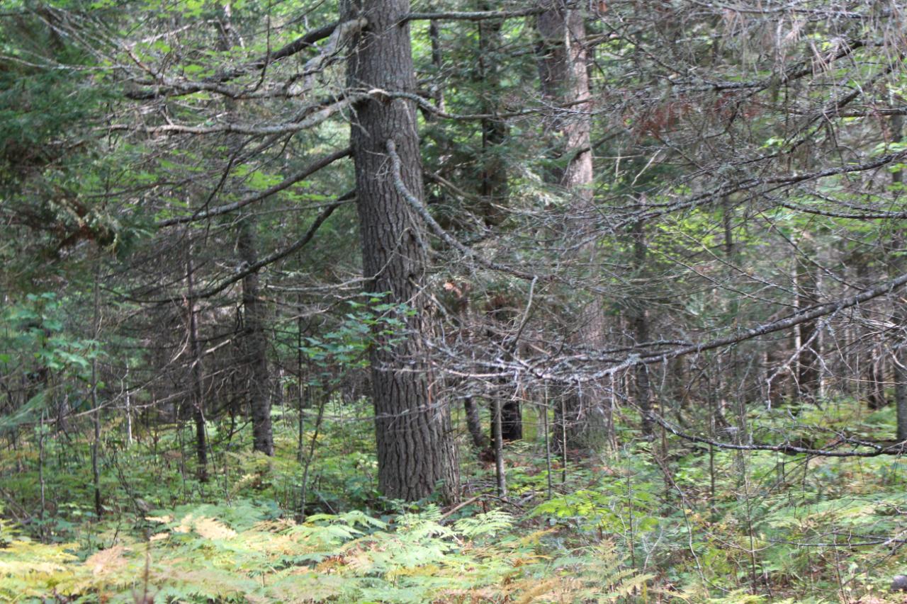 On Hibanks Road, Unit 6 3 ACRES Conover, WI 54519 - Photo 13 of 17 Gallery Image 13