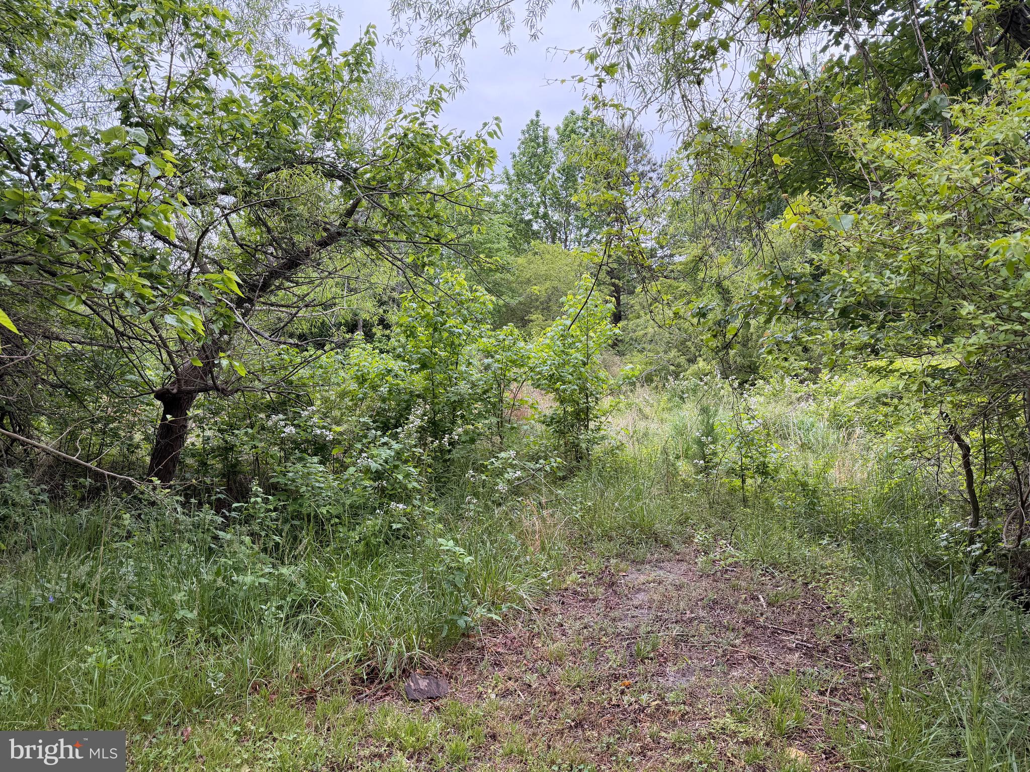 23686 Earl Webster Road Chance, MD 21821 - Photo 8 of 14