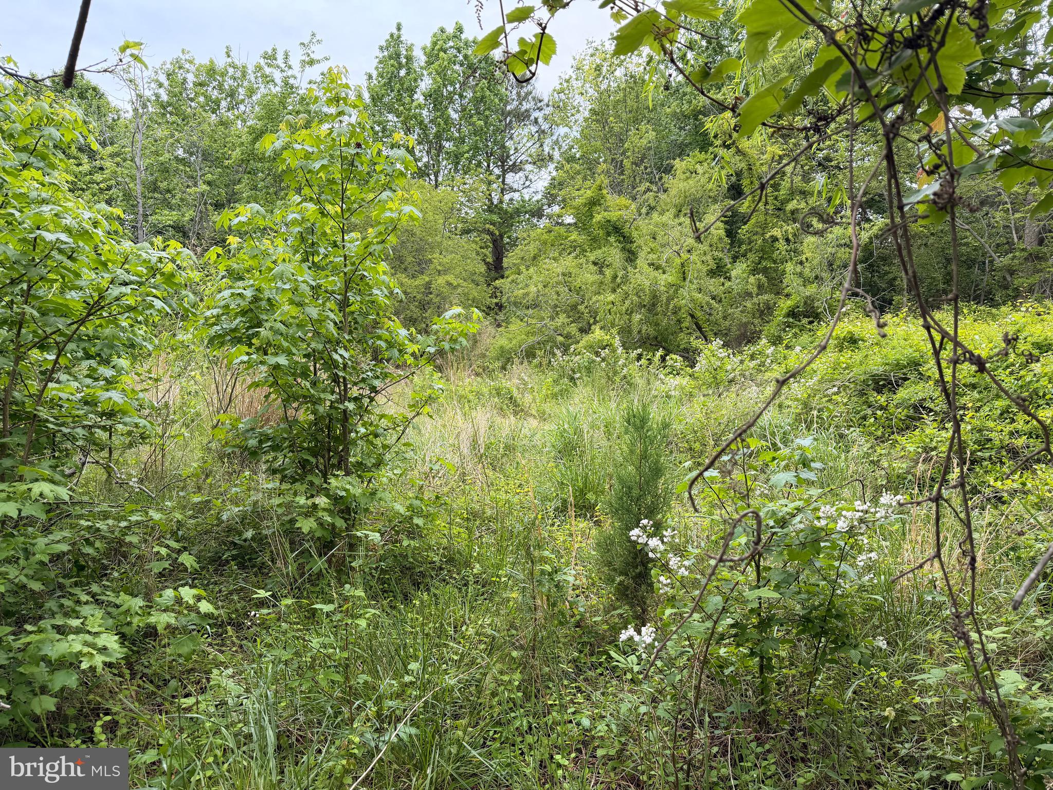23686 Earl Webster Road Chance, MD 21821 - Photo 9 of 14