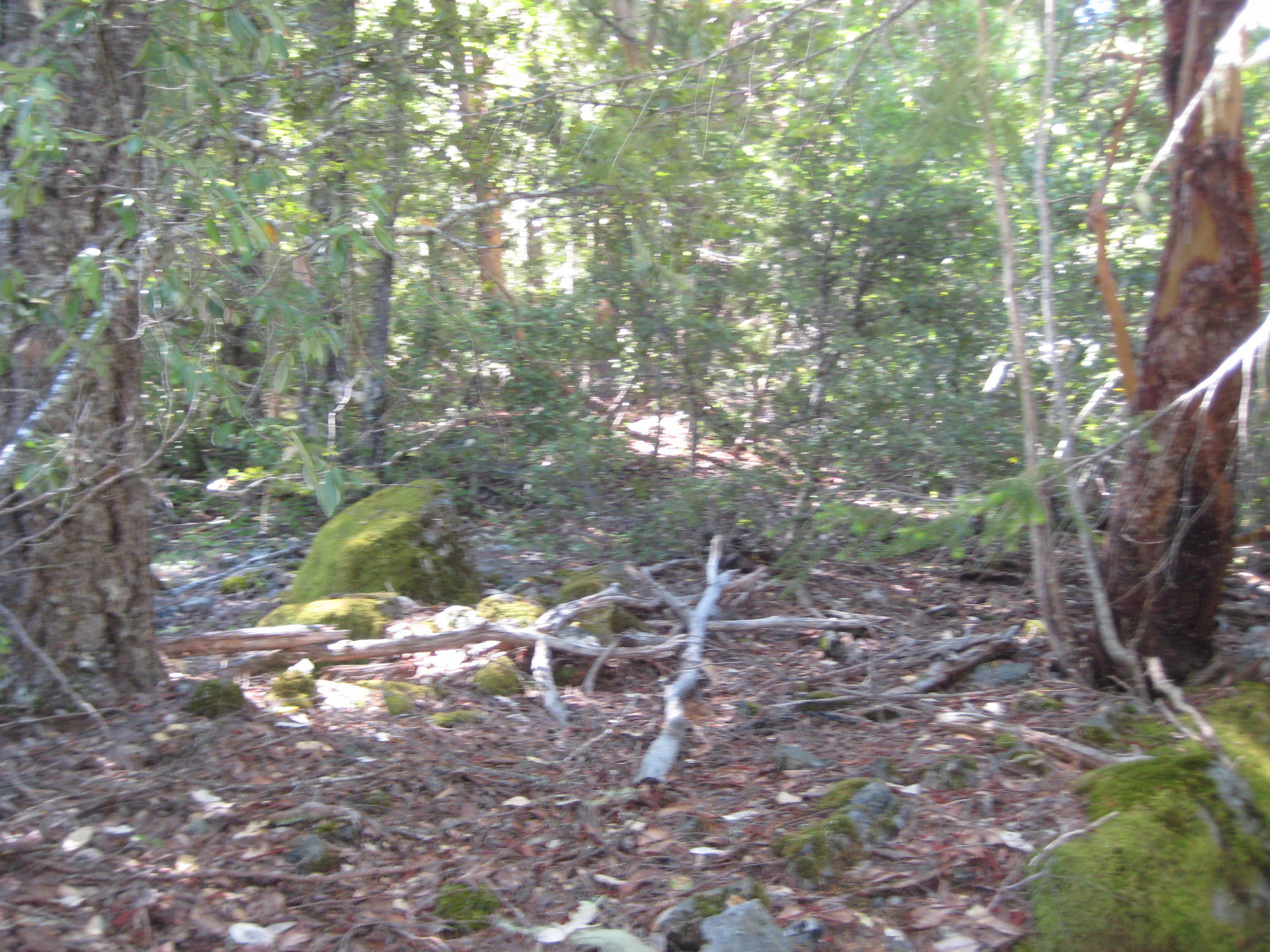 0 West Fs Route Hyampom, CA 96046 - Photo 6 of 8