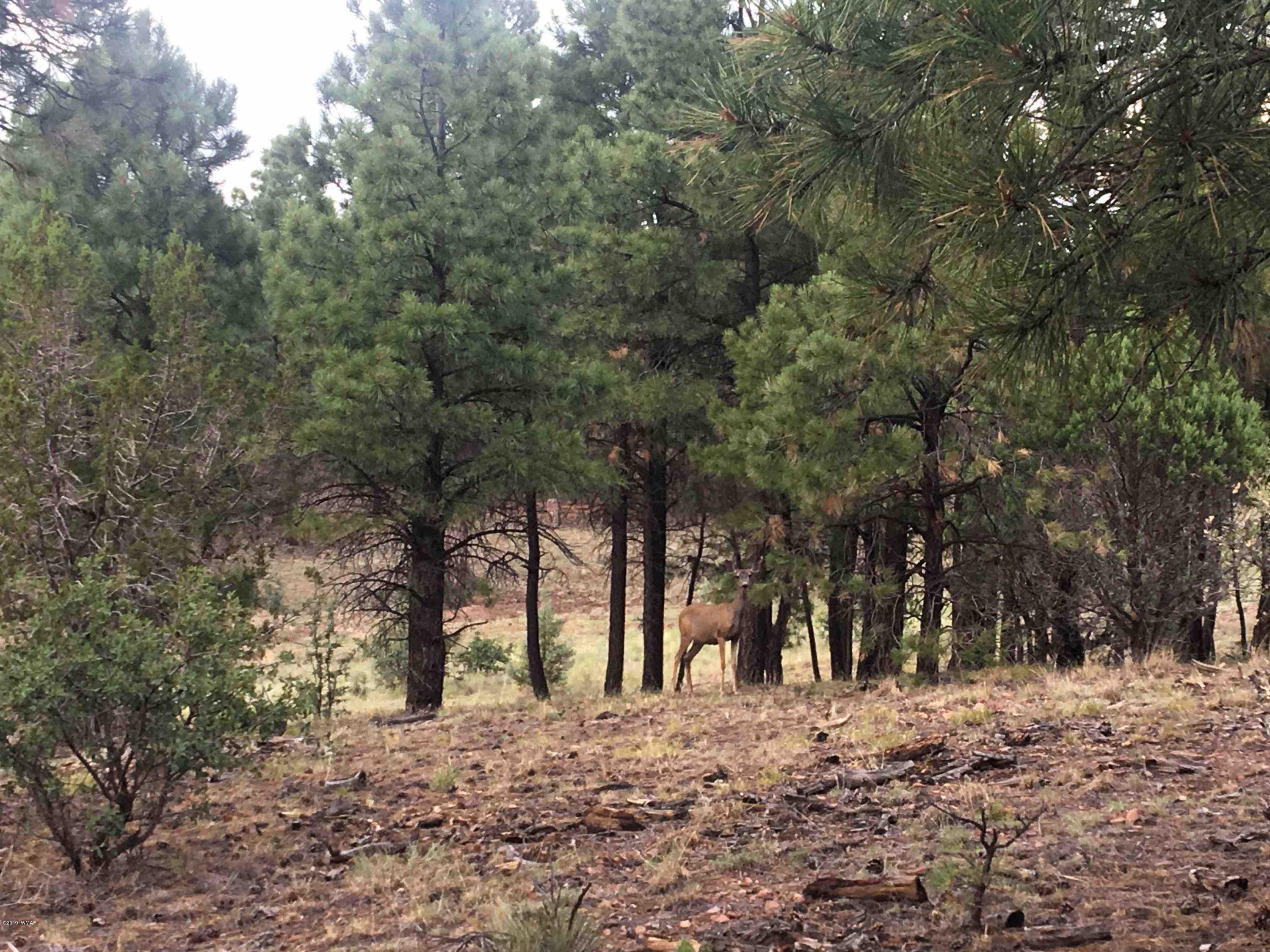 Tbd Meadow Trail Overgaard, AZ 85933 - Photo 5 of 10 a view of a yard with trees