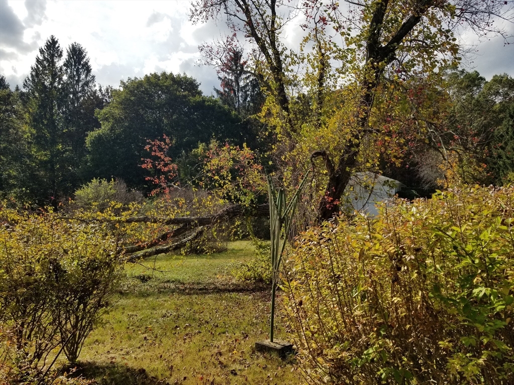 84 Greenwich Road Ware, MA 01082 - Photo 3 of 11 a view of a tree with a yard