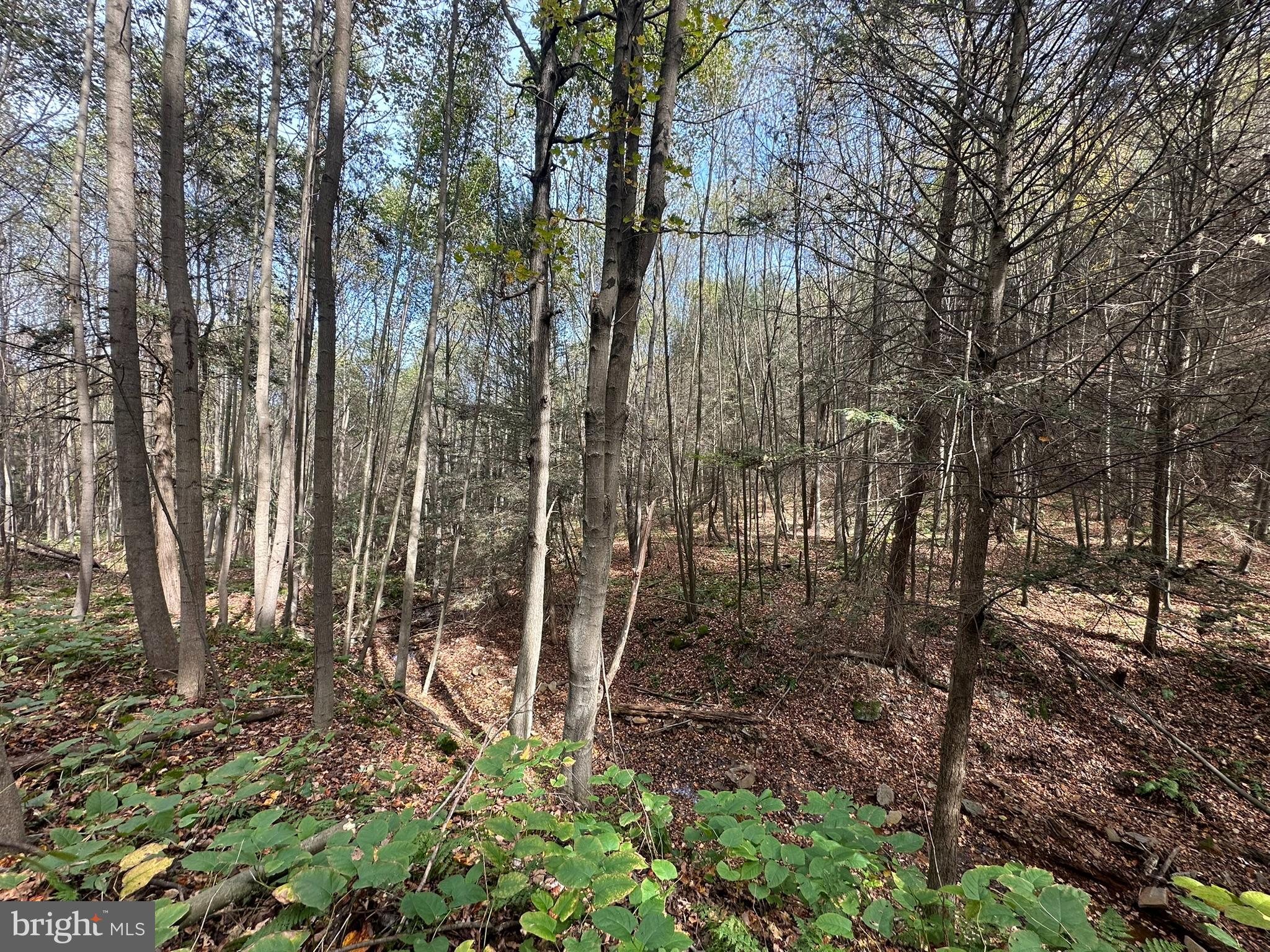 848 Sugar Camp Road Clearfield, PA 16830 - Photo 12 of 54 a backyard of a house with lots of green space
