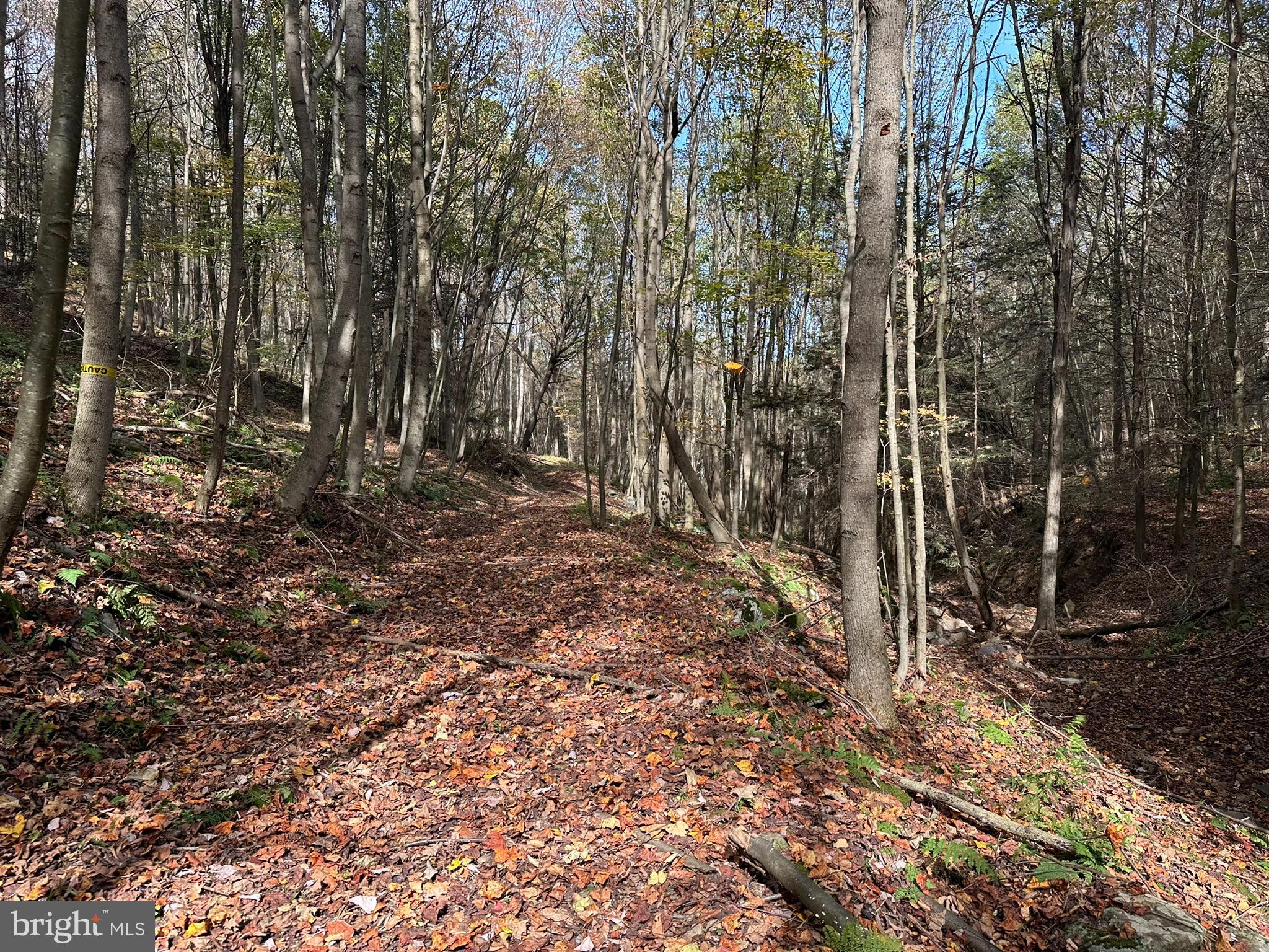 848 Sugar Camp Road Clearfield, PA 16830 - Photo 14 of 54 a view of a forest with trees