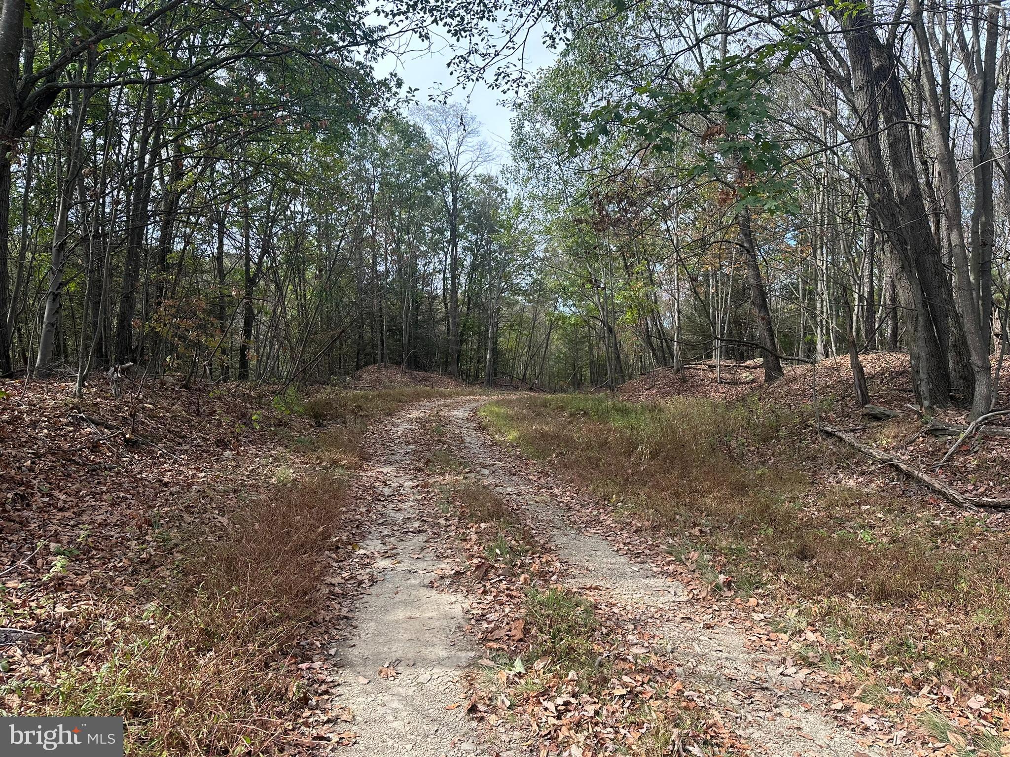 848 Sugar Camp Road Clearfield, PA 16830 - Photo 10 of 54 a view of a forest with trees in the background