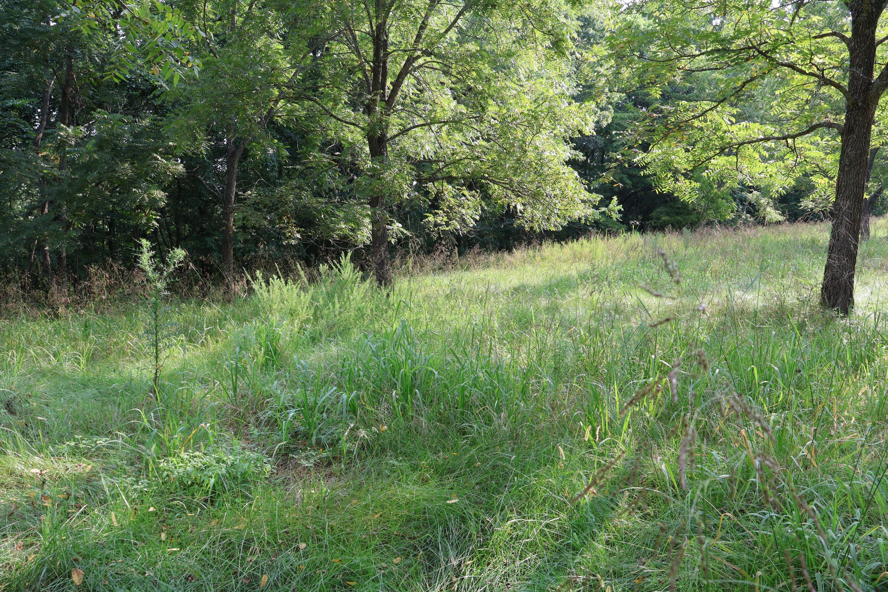 0 Russel Ridge Road Ozark, MO 65721 - Photo 31 of 31 IMG_0119
