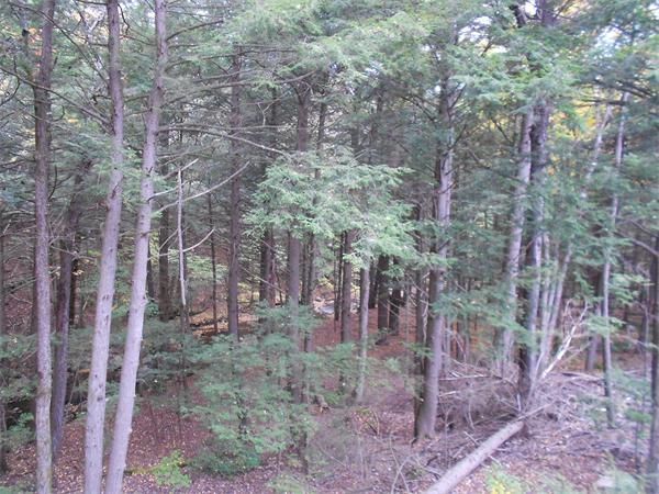 196 Prentice Road Worthington, MA 01098 - Photo 8 of 30 Gallery Image 8