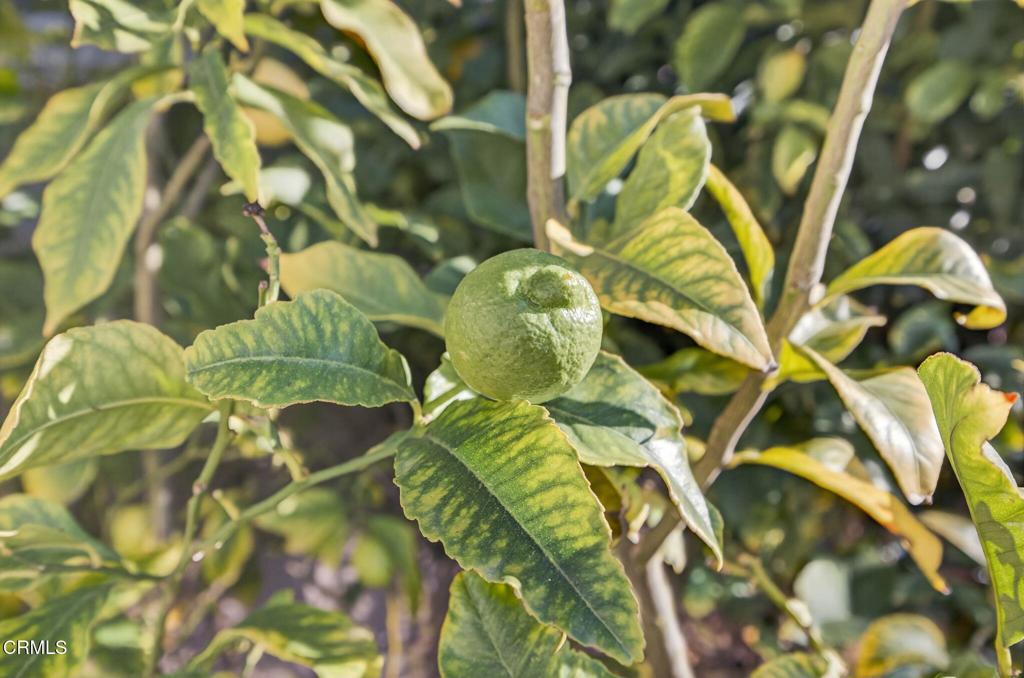2914 Naples Drive Oxnard, CA 93035 - Photo 35 of 51 a close up of a plant in a garden