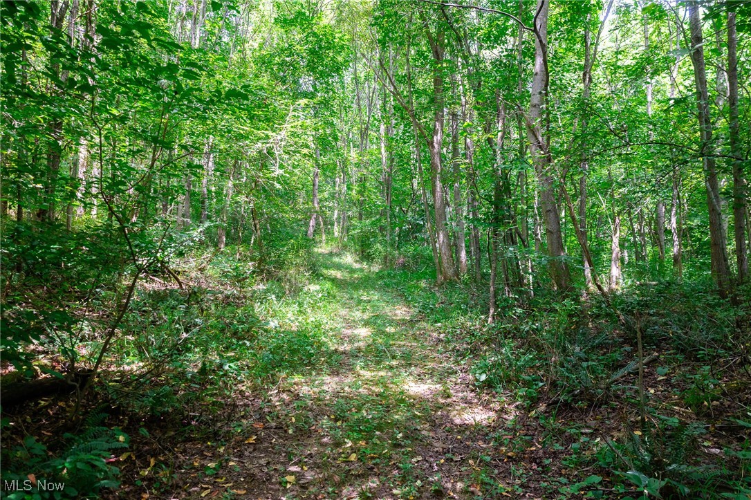 Prider Road Kimbolton, OH 43749 - Photo 22 of 48 View of woods