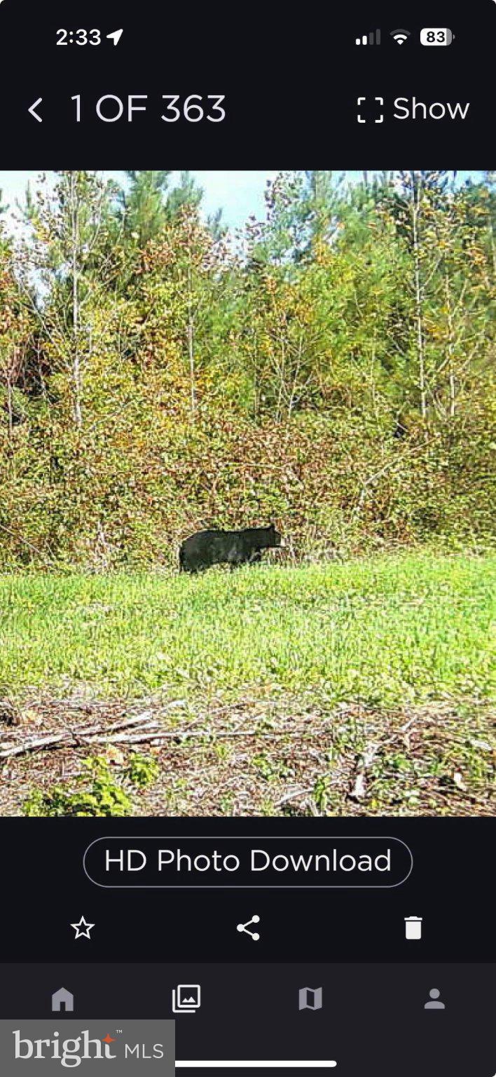 0 Harts Mill Road Mineral, VA 23117 - Photo 57 of 69 Wildlife in a serene natural setting.