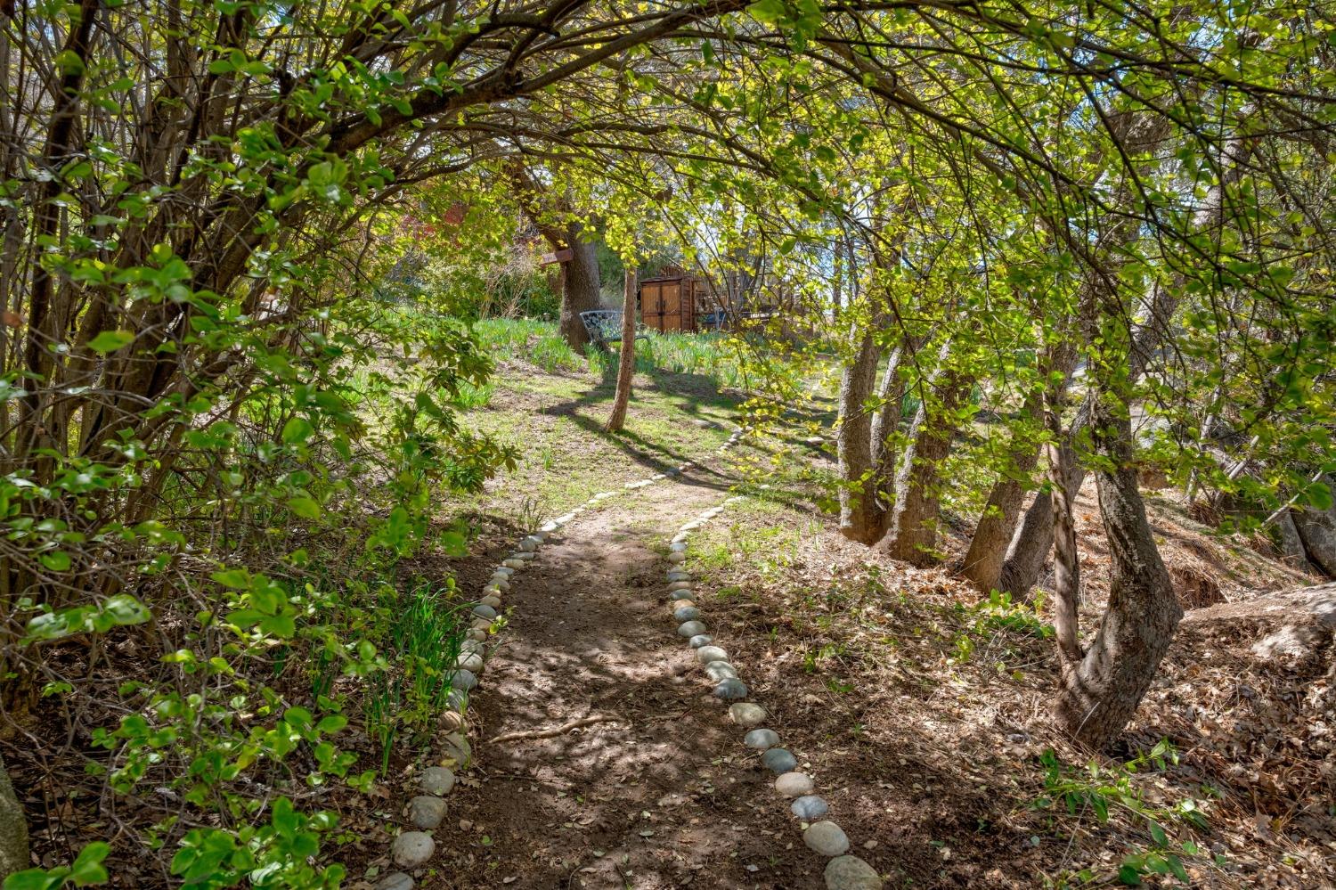 42538 Buckeye Road Oakhurst, CA 93644 - Photo 43 of 46 a view of a yard with a tree