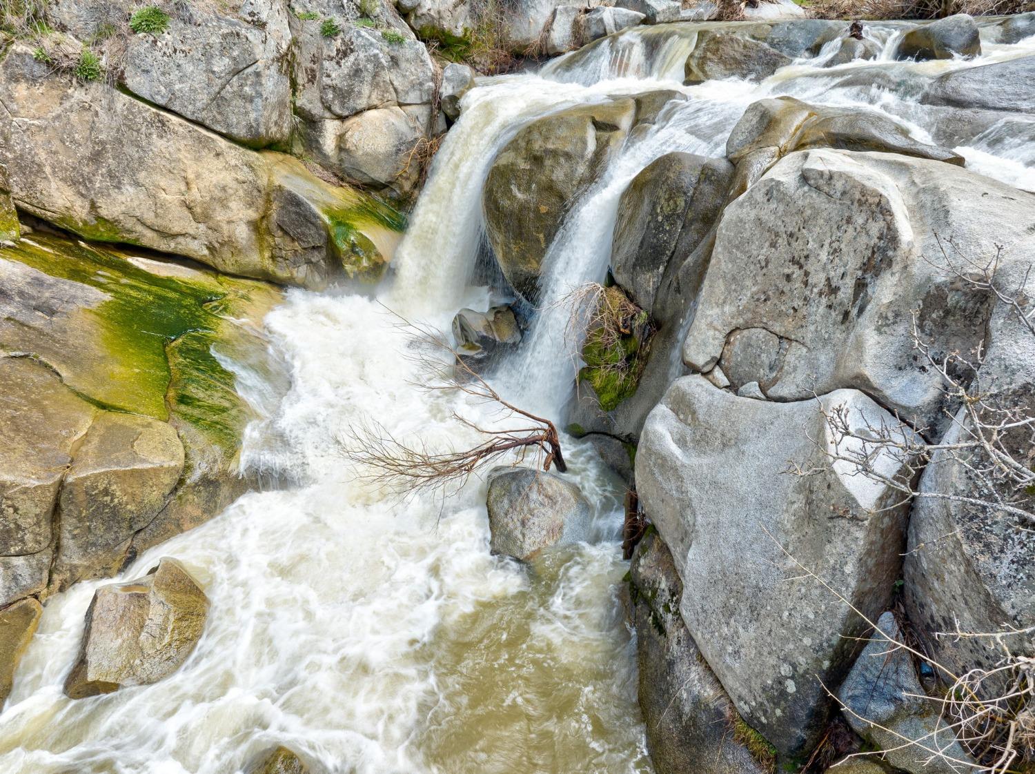 42538 Buckeye Road Oakhurst, CA 93644 - Photo 45 of 46 a close up of a bird