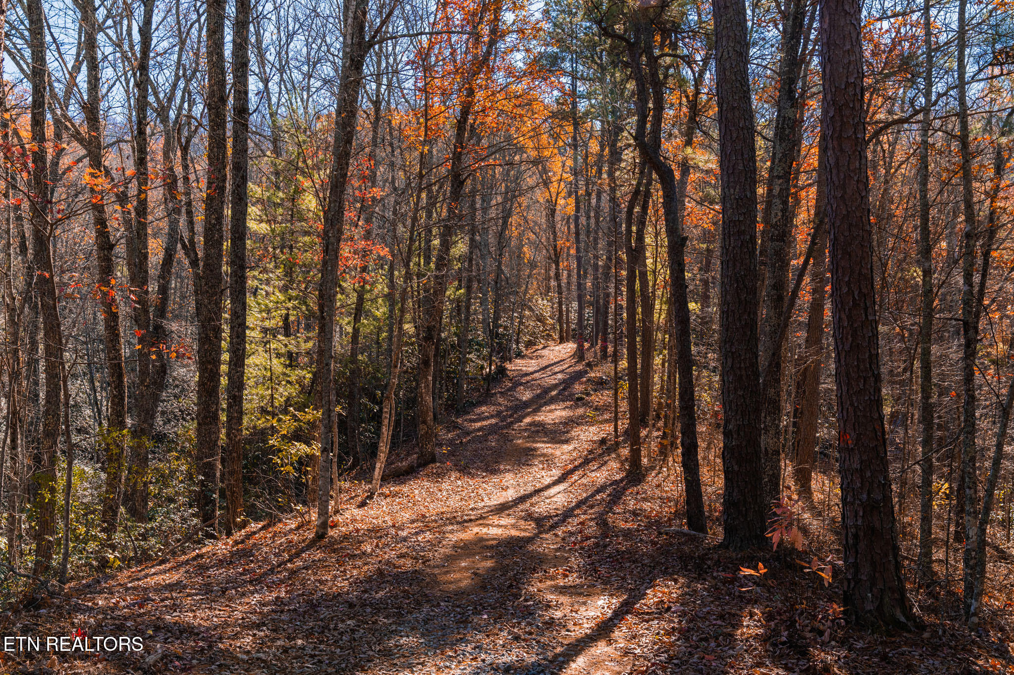 4903 Long Rifle Road Walland, TN 37886 - Photo 20 of 28 Miles of trails thru the woods