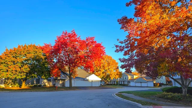front view of a house with a tree