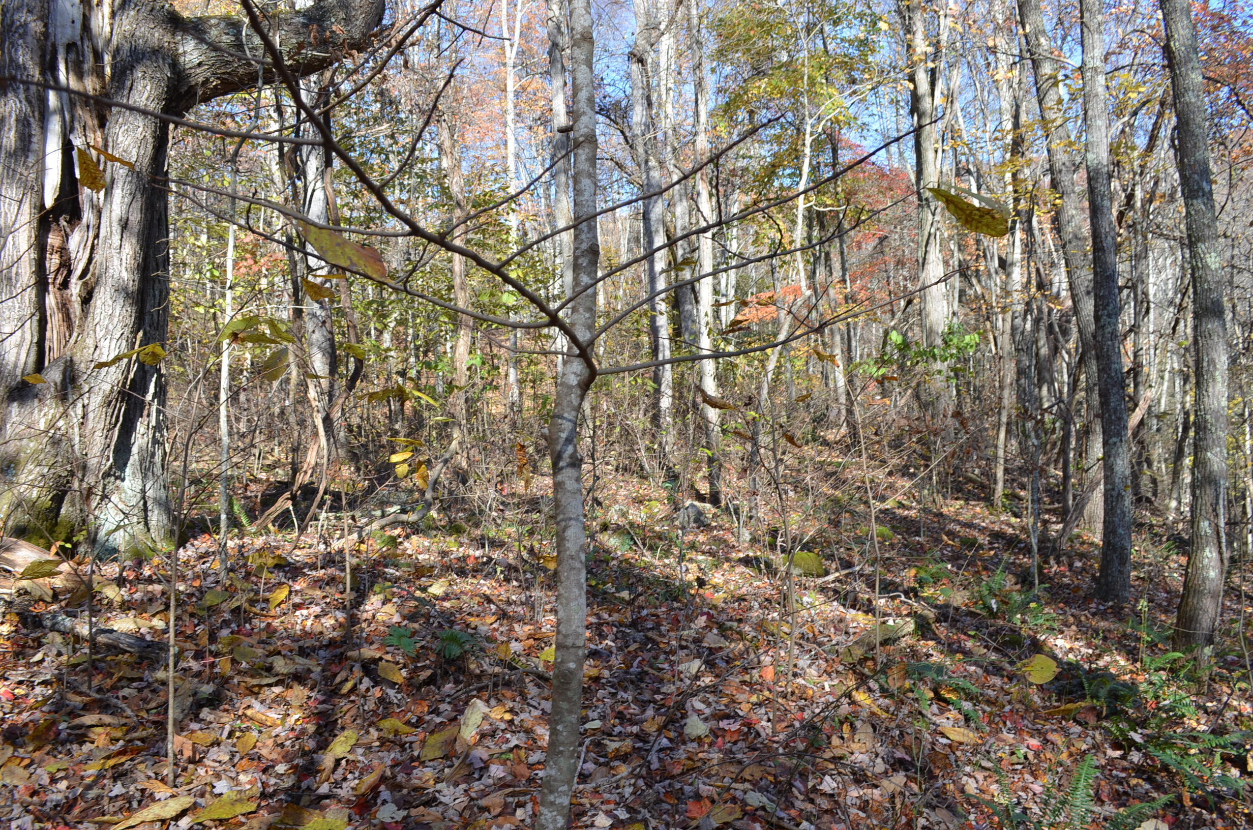 0 East Short Mountain Road Sneedville, TN 37869 - Photo 11 of 16 DSC_0397